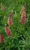 Lupino fogliuto - Lupinus polyphyllus | © info flora, Ch. Bornand