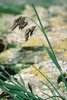 Poa alpina - Poa alpina, che si riproduce per seme normalmente | © Agroscope