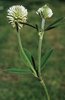 Trifoglio montano - Trifolium montanum | © e-pics M. Baltisberger