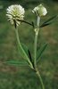 Bergklee - Trifolium montanum | © e-pics M.Baltisberger