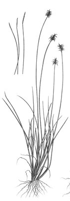 Carice di Davall - Carex davalliana | © APF