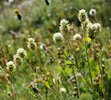 Trifoglio montano - Trifolium montanum | © e-pics A. Krebs