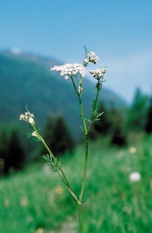 Wiesen-Kümmel - Carum carvi | © Agroscope