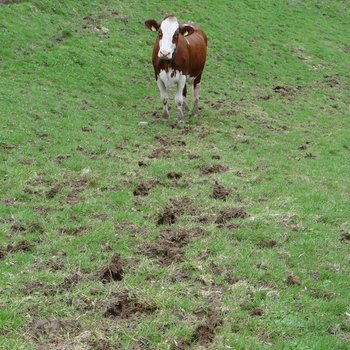 Danni da calpestio durante il pascolo con ripercussioni sulla composizione botanica della cotica erbosa | © Agroscope