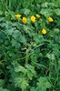 Ranuncolo acre - Ranunculus acris: velenoso | © Agroscope