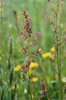 Wiesen-Sauerampfer - Rumex acetosa | © e-pics A.Krebs