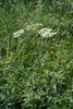 Grande berce - Heracleum sphondylium | © e-pics A.Krebs