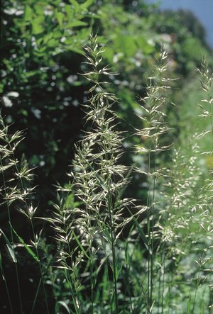 Erba altissima - Arrhenatherum elatius | © Agroscope