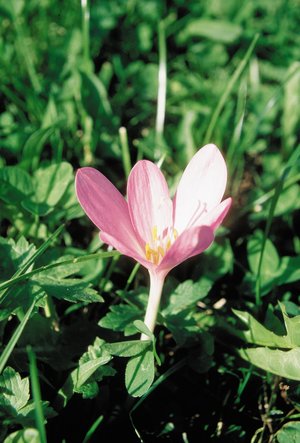 Herbstzeitlose - Colchicum autumnale. Blüht im Herbst | © Agroscope