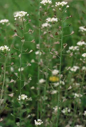 Hirtentäschchen - Capsella bursa-pastoris | © Agroscope