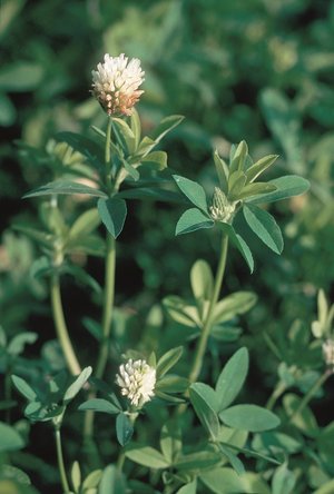 Trèfle d’Alexandrie - Trifolium alexandrinum | © Agroscope