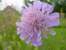 Knautie de champs - Knautia arvensis | © Agroscope