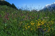 Prato ad avena bionda situato in una zona siccitosa e caratterizzato dalla presenza di salvia dei prati e ginestrino | © W.Dietl