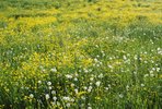 Scharfer Hahnenfuss - Ranunculus acris. Intensiv gedüngte Wiese | © e-pics A.Krebs