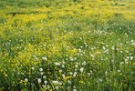Renoncule âcre - Ranunculus acris. Prairie intensivement fertilisée | © e-pics A.Krebs
