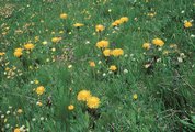 Pascolo a nardo (nardeto misto) caratterizzato dalla presenza di costolina alpina (Hypochaeris uniflora) | © Agroscope