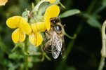 Schotenklee / Hornklee - Lotus corniculatus. Honigbiene - Apis mellifera | © e-pics A.Krebs