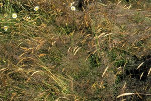 Prairie à agrostide et à fétuque rouge de composition botanique typique | © Agroscope