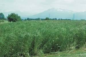 Prairie à ray-grass d‘Italie au printemps, première pousse, sans tiges portant des épis, riche en feuilles | © Agroscope