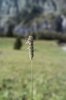 Timothe - Phleum pratense | © e-pics M.Baltisberger