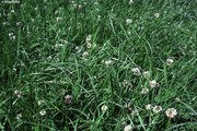 Prairie à vulpin des prés en été ou en automne, 2ème ou 3ème pousse, sans tiges, avec du trèfle blanc | © W.Dietl