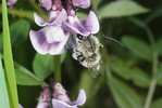 Zaunwicke - Vicia sepium. Frühe Langhornbiene- Eucera nigrescens | © e-pics A.Krebs