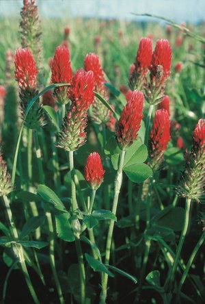 Inkarnatklee - Trifolium incarnatum | © Agroscope