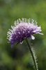 Knautie de champs - Knautia arvensis | © e-pics A.Krebs