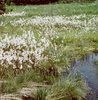 Schmalblättriges Wollgras - Eriophorum angustifolium | © e-pics A.Krebs