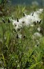 Cardo campestre - Cirsium arvense | © e-pics A. Krebs