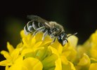 Sichelklee - Medicago falcata. Mit Graubiene -Rhophitoides canus | © e-pics A.Krebs