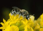 Luzerne en faucille - Medicago falcata. Avec l’abeille grise -Rhophitoides canus | © e-pics A.Krebs