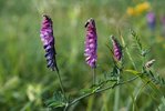 Vogelwicke - Vicia cracca |  © e-pics A.Krebs