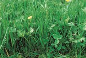 Prairie de fauche-pâture à ray-grass anglais et à pâturin des prés, très riche en pâturin des prés | © Agroscope