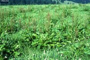 Prairie de fauche-pâture à ray-grass anglais et à pâturin des prés sur un lieu défavorable aux ray-grass, riche en rumex à feuilles obtuses | © W.Dietl