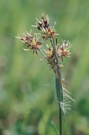 Feld-Hainsimse - Luzula campestris | © Agroscope