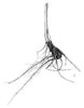 Séneçon jacobée - Senecio jacobaea. Rhizome court avec des racines adventives | © ADCF