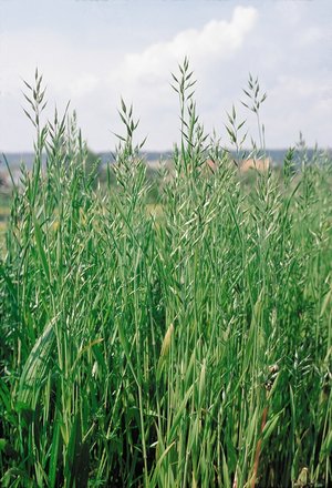 Weiche Trespe - Bromus mollis | © Agroscope