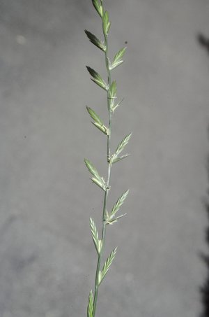 Ray-grass anglais - Lolium perenne | © e-pics M.Baltisberger