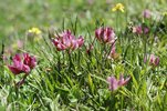 Trèfle des Alpes - Trifolium alpinum. Dans un pâturage à nard raide | © e-pics A.Krebs
