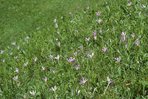 Herbstzeitlose - Colchicum autumnale | © A.Krebs