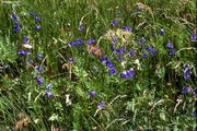 Rotschwingel-Straussgras-Wiese, mit Rundblättriger Glockenblume | © W.Dietl