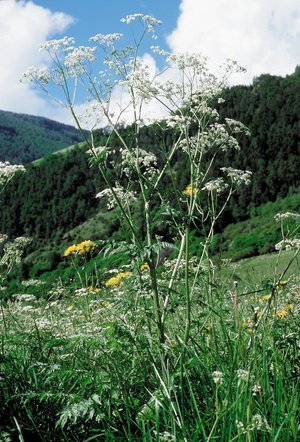 Wiesen-Kerbel - Anthriscus sylvestris | © Agroscope