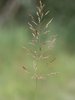 Agrostide géante - Agrostis gigantea | © Wikipedia