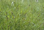 Carice di Davall - Carex davalliana | © e-pics A. Krebs
