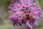 Witwenblume - Knautia arvensis mit Esparsetten-Widderchen - Zygaena carniolica | © A.Krebs