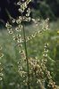 Wiesen-Sauerampfer - Rumex acetosa | © e-pics A.Krebs