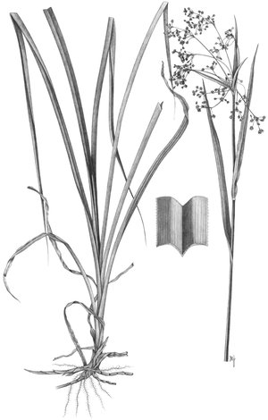 Lisca dei prati - Scirpus sylvaticus | © APF