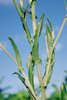 Borsa del pastore - Capsella bursa-pastoris. Foglie caulinari con orecchiette falciformi | © Agroscope