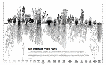 Systèmes racinaires des plantes de la prairie | © https://matilijasyh.wordpress.com/2011/08/30/root-system-of-prairie-plants-in-illinois/